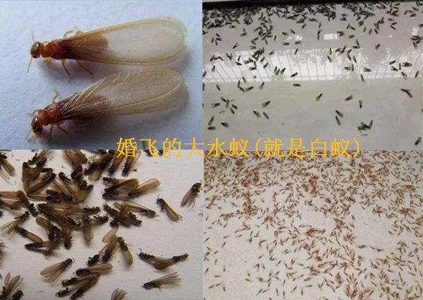 广州南沙白蚁防治中心,专业快速上门南沙白蚁防治,南沙灭白蚁公司