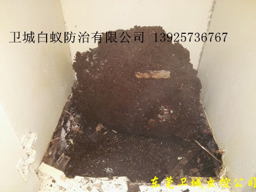 广州灭白蚁公司，白云、越秀区消杀白蚁