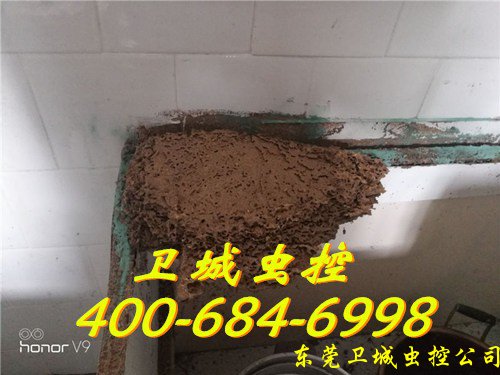 广州白蚁防治机构，萝岗、番禺除蚁公司